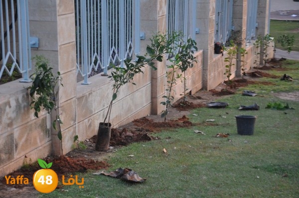 trees yaffa jamhairea (7).JPG